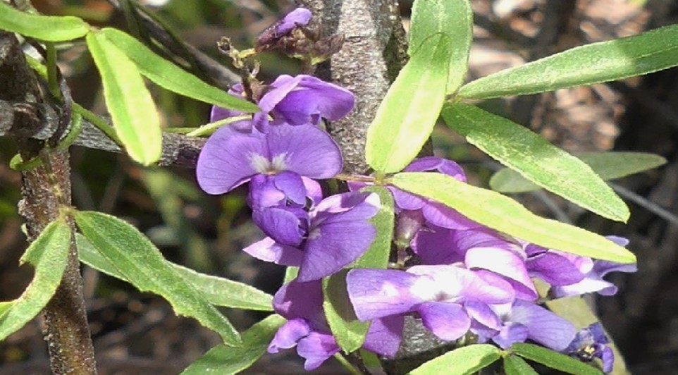 Glycine microphylla
