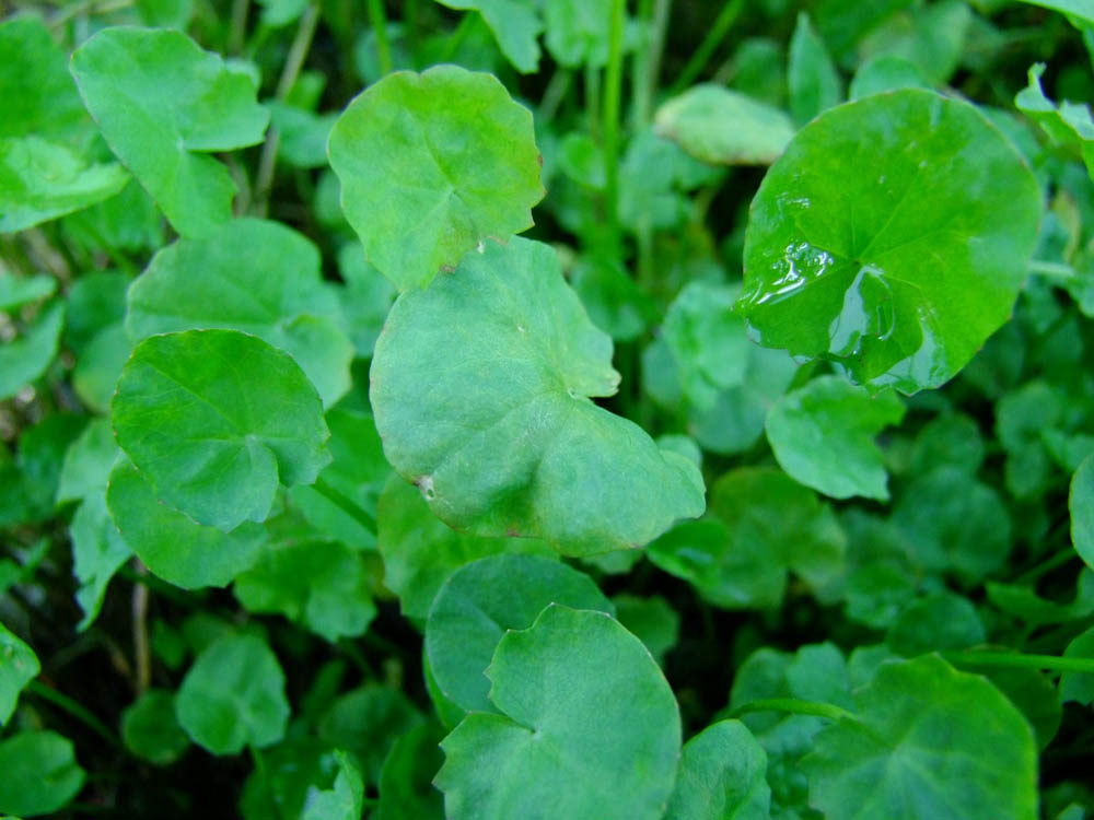 Centella cordifolia