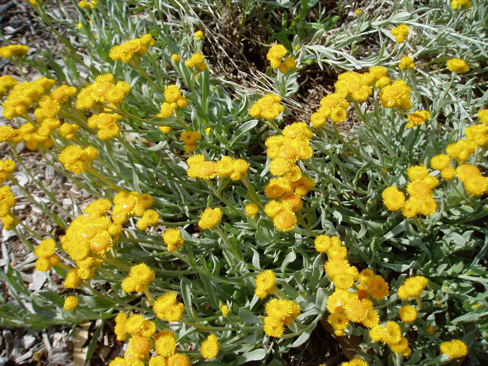 Chrysocephalum Apiculatum