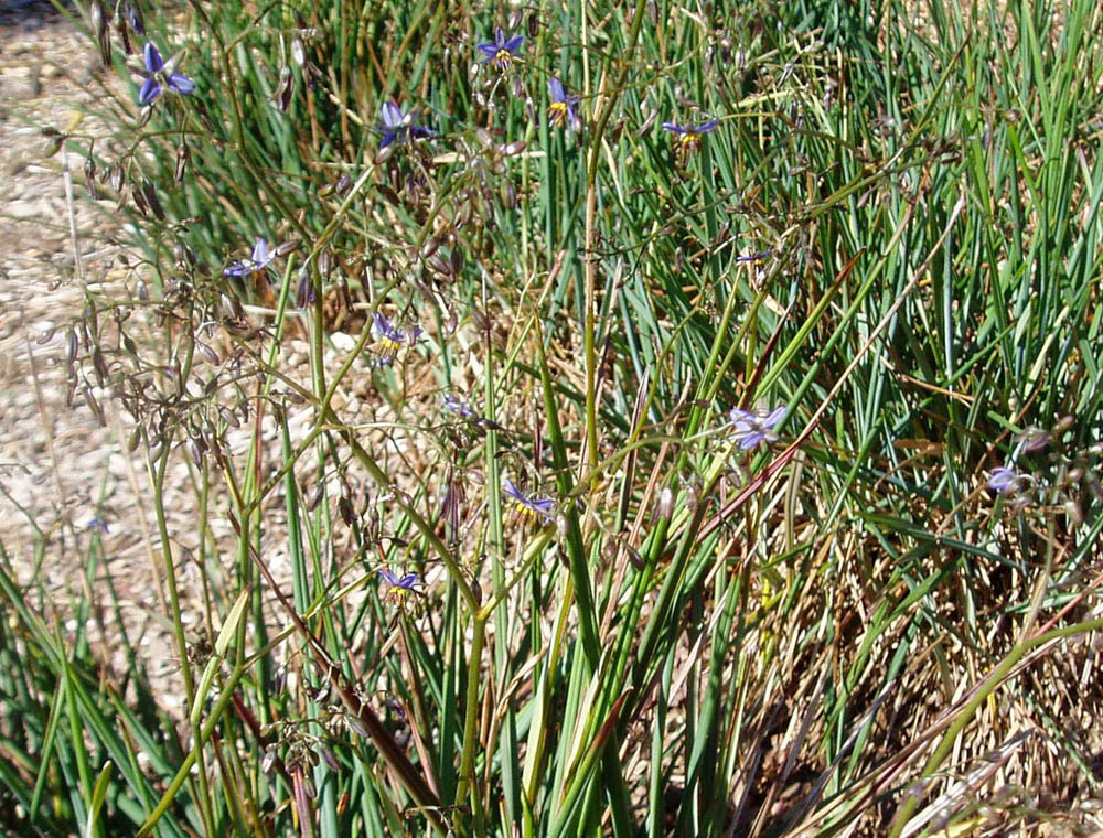 Dianella revoluta var. revoluta