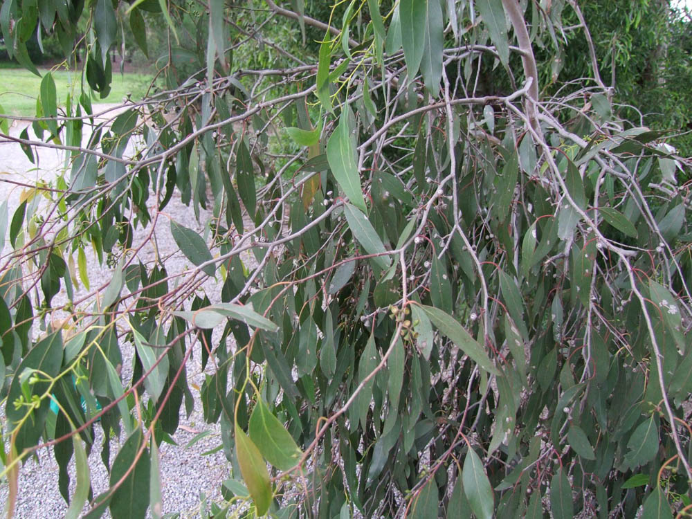 Eucalyptus ovata