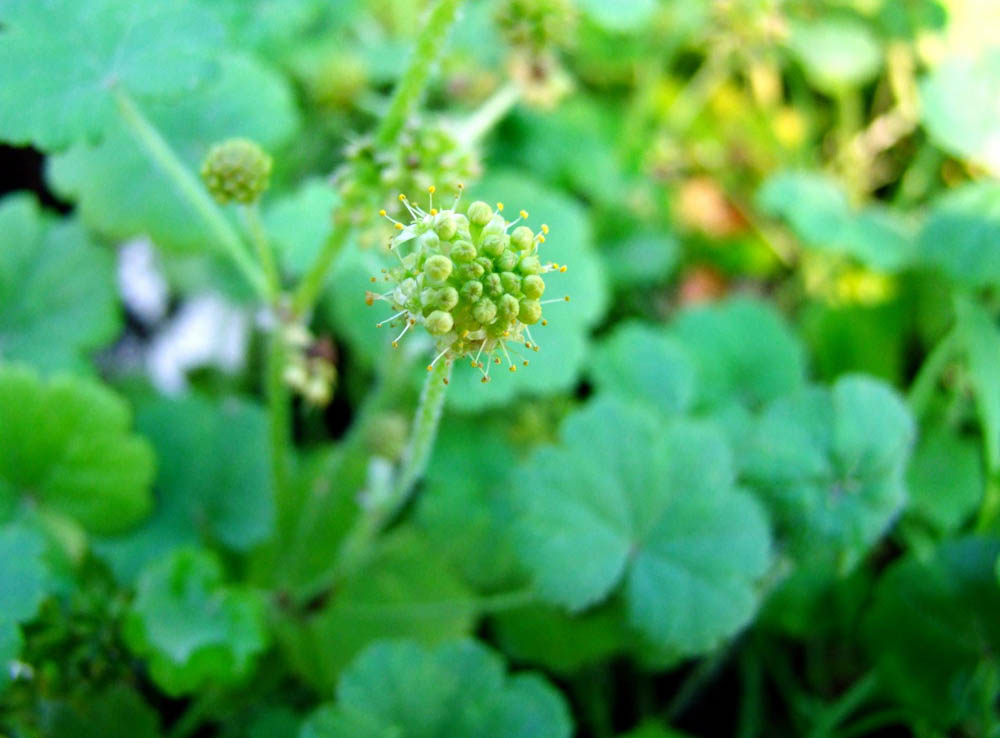 Hydrocotyle laxiflora