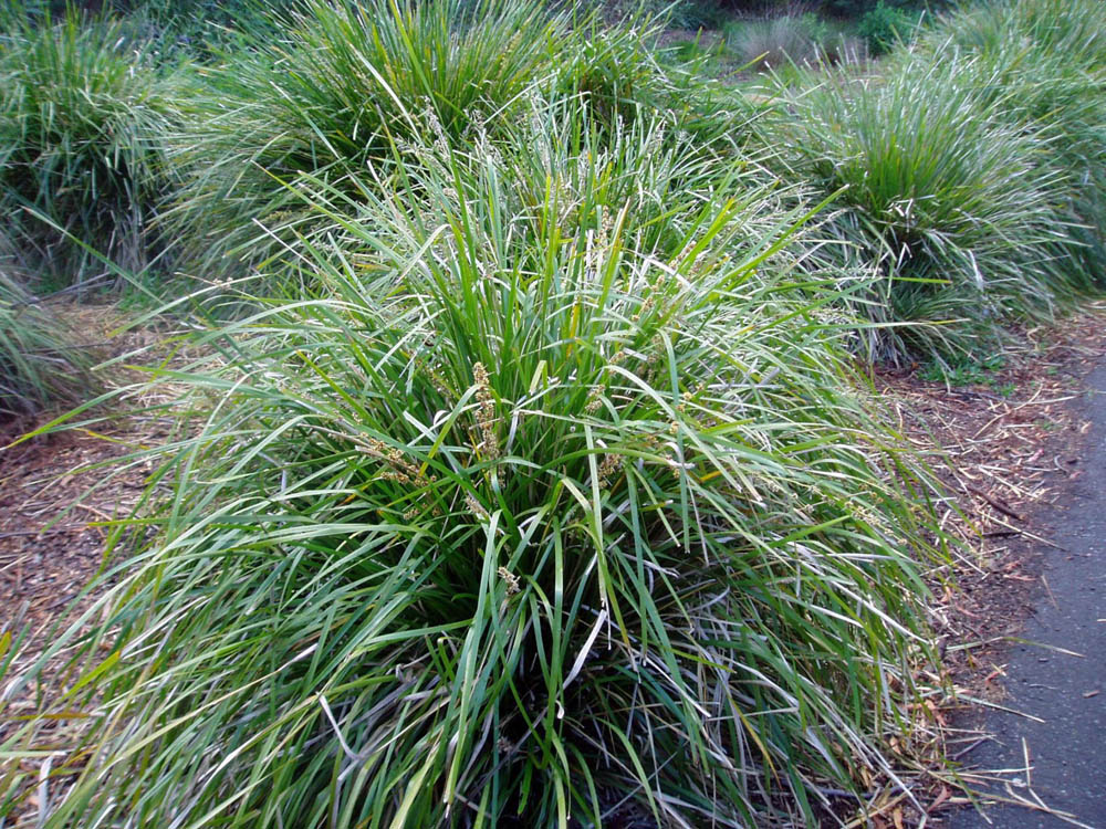 Lomandra longifolia