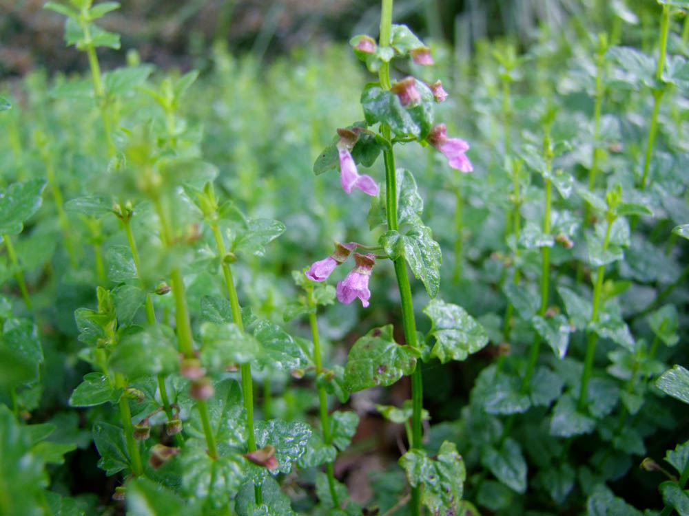 Scutellaria humilis