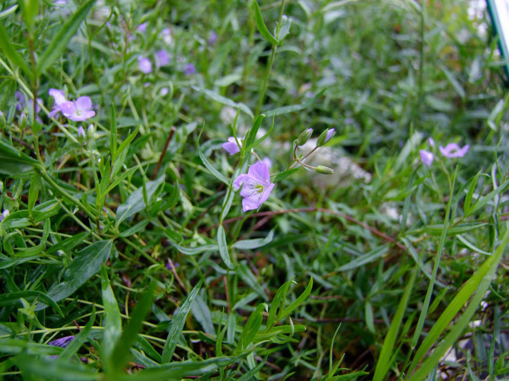Veronica gracilis