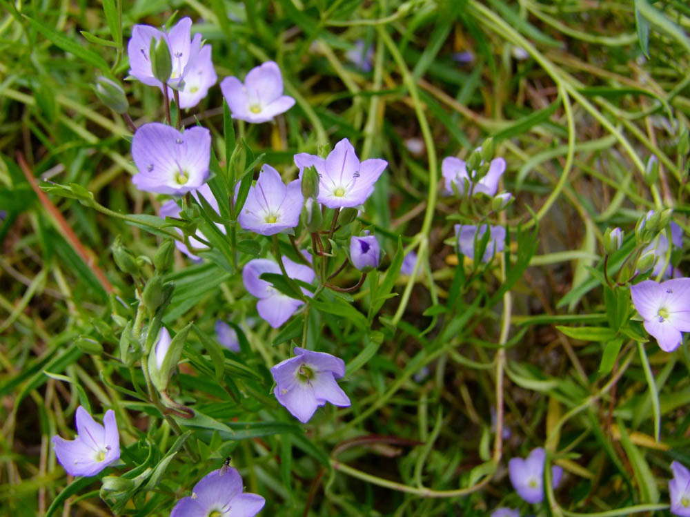 Veronica gracilis
