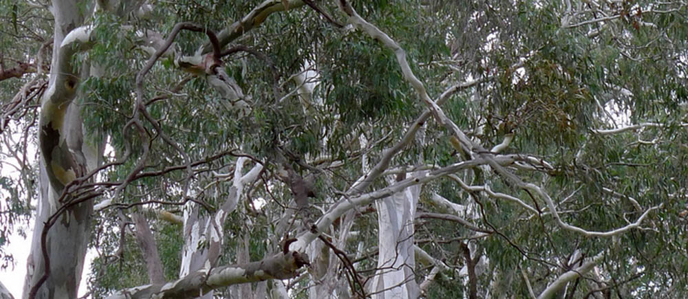 Rubida Eucalyptus rubida