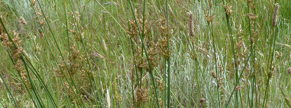 Juncus subsecundus